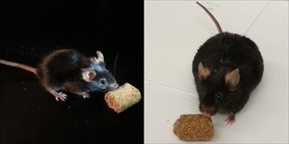FitzGerald Nat Med mouse side by side image Nov 12